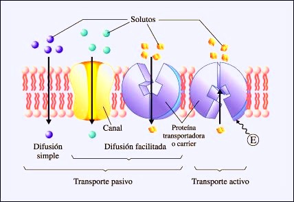 BIOLOGÍA 6 Y 7: 4 Lección: Transporte A Través De La Membrana Celular ...